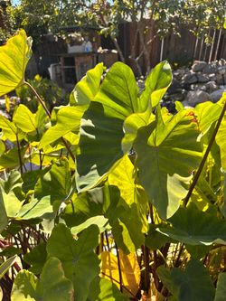 Green Elephant Ear Plant