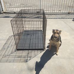 Lg kennels online