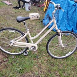 Giant Cypress Sx  For Sale
