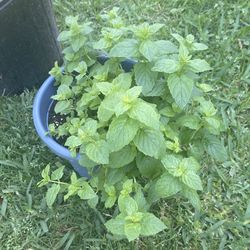 Organic mint