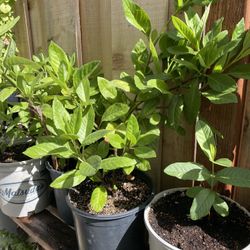 Platas De Insulina Disponibles De Varios Tamaños 