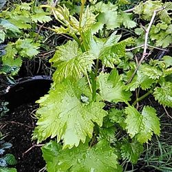 🍇Grapevine (Summer Royal)Uvas