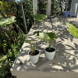 Variegated Alocasia
