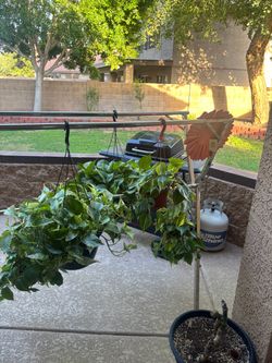 Pothos Hanging Basket Plants BEAUTIFUL