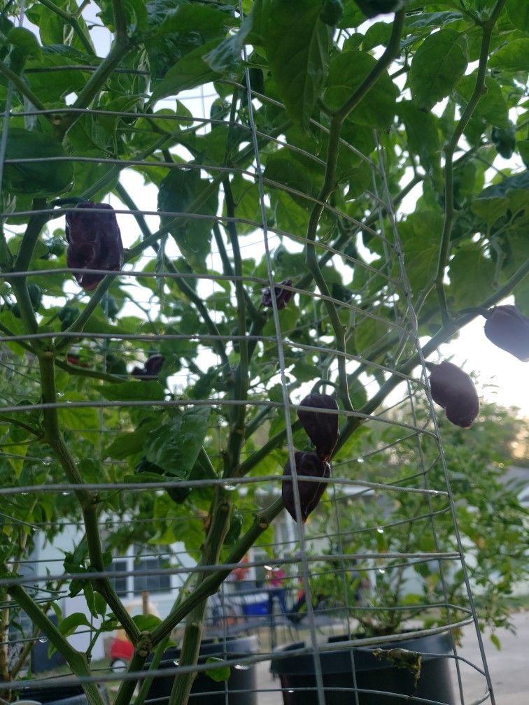 Chocolate Habanero Pepper Plant Planta Mata