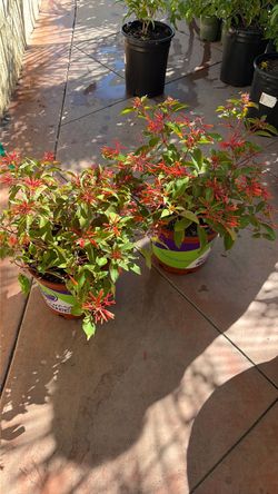 Hamelia plant
