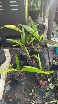 5 queen palms plants for $25 or each one $6