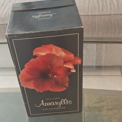 Handmade Amaryllis Flute Champagne 