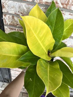 Philodendron Moonlight
