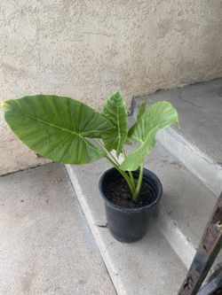 Elephant Ear Plant