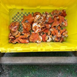 Fresh Wild Lobster Mushrooms 