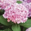 Hydrangea