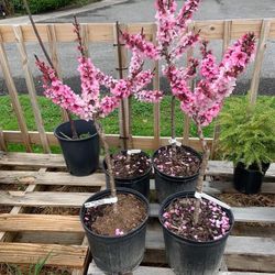 Peaches & Nectarines trees / Arboles de duraznos y Nectarines $40.00 each