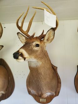 Taxidermy deer