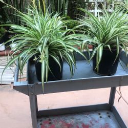 Spider Plants 2 Gals Pots 