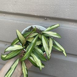 4” variegated hoya wayettii 