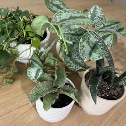 5 Plants With Planters 
