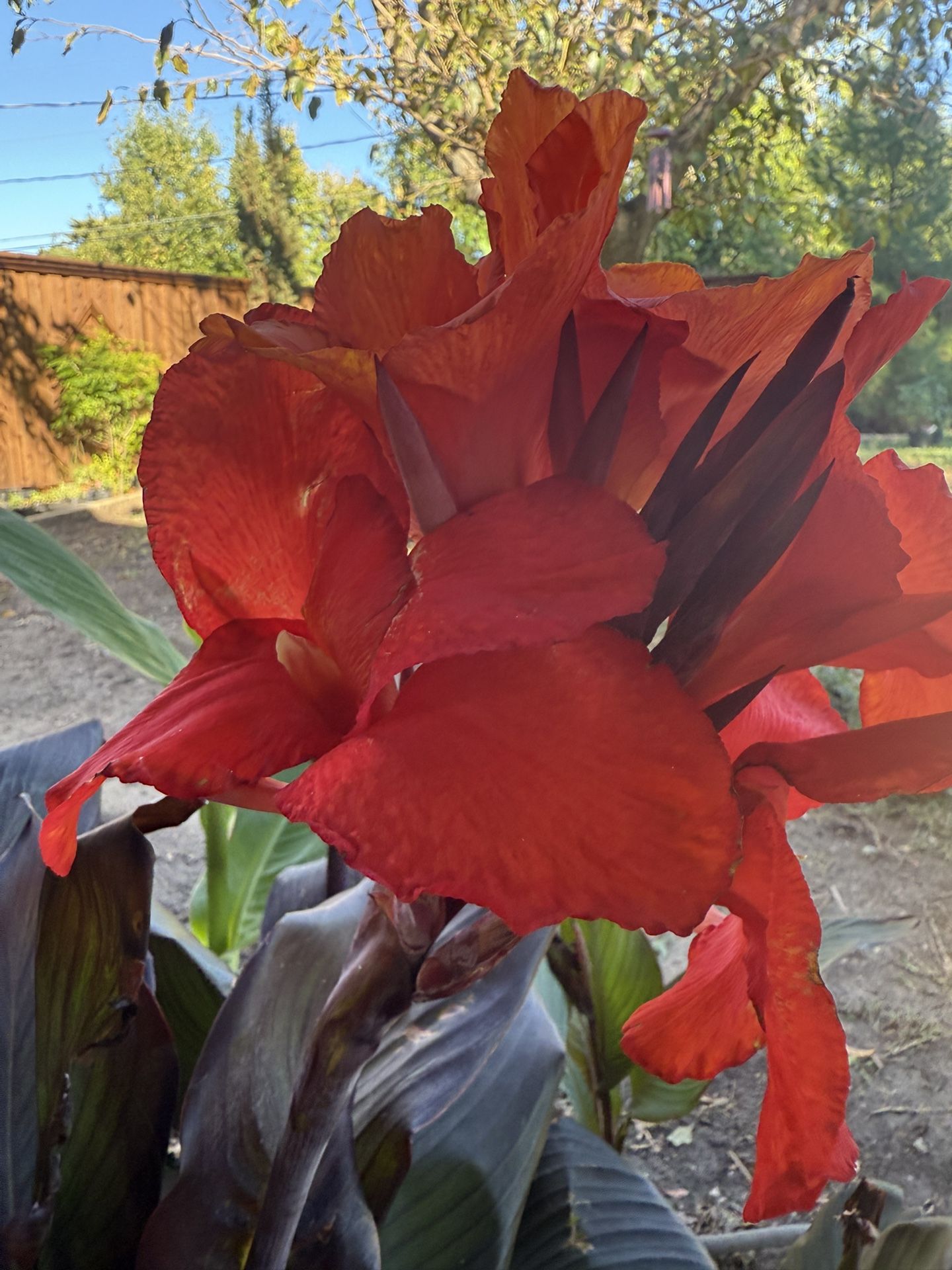 Large Canna Lily 