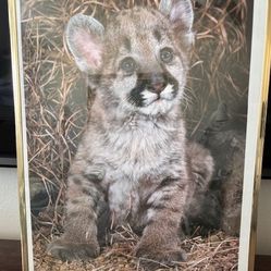 Framed Cub Poster