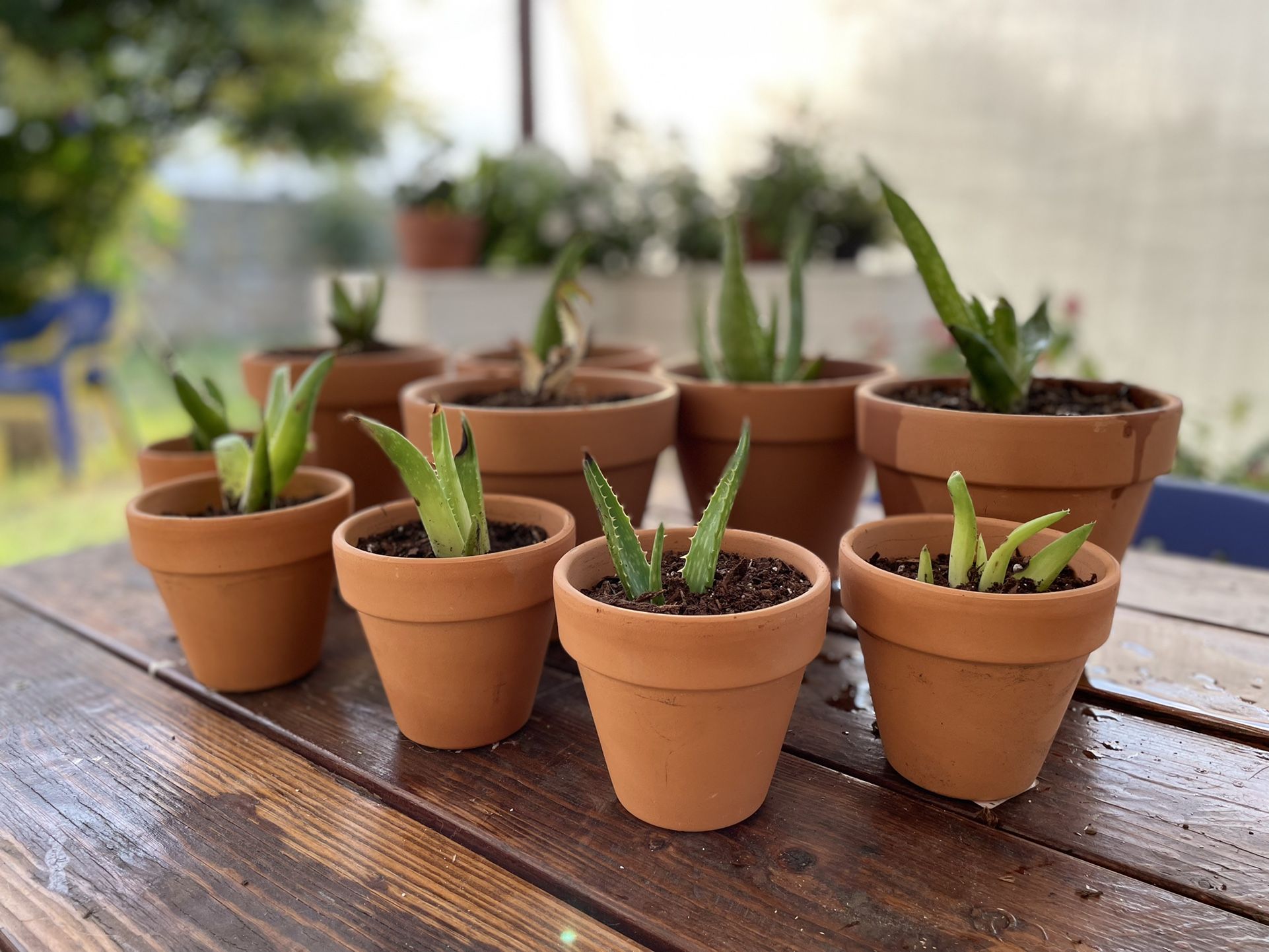 Aloe Vera Plants