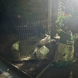 Large Rabbit Cage 