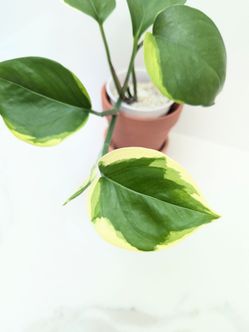 Thailand Poonsin Pothos