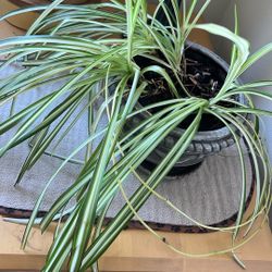 House Plant In Pot Planter 
