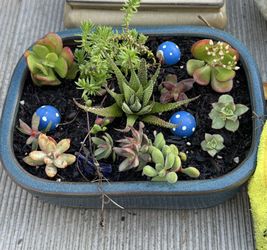 Potted Succulent