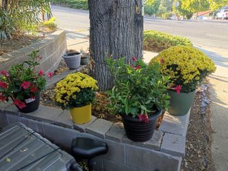 Flowers