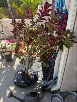 Mature succulent Tree - ready to plant