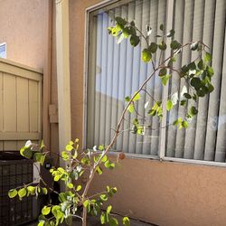 Eucalyptus Polyanthemos Tree Plants Live Plants