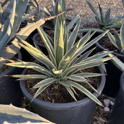 Agave 
