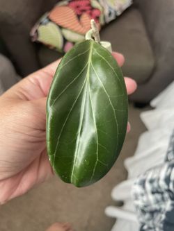 Hoya Hellwigiana