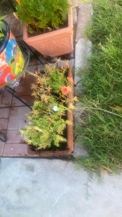Plant and terracotta pot