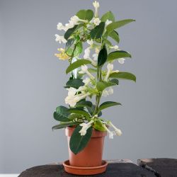 LIVE PLANT 2ft tall Stephanotis floribunda - Bride's bouquet - Clustered Wax Flower - Hawaiian Wedding Flower - Madagascar Jasmine
