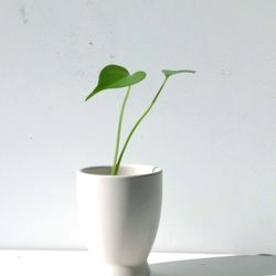 Aroid Monstera Deliciosa Swiss Cheese plant/ Indoor Plant/ House Plant Flower Patio Garden 