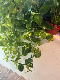 Amazing Golden Pothos!