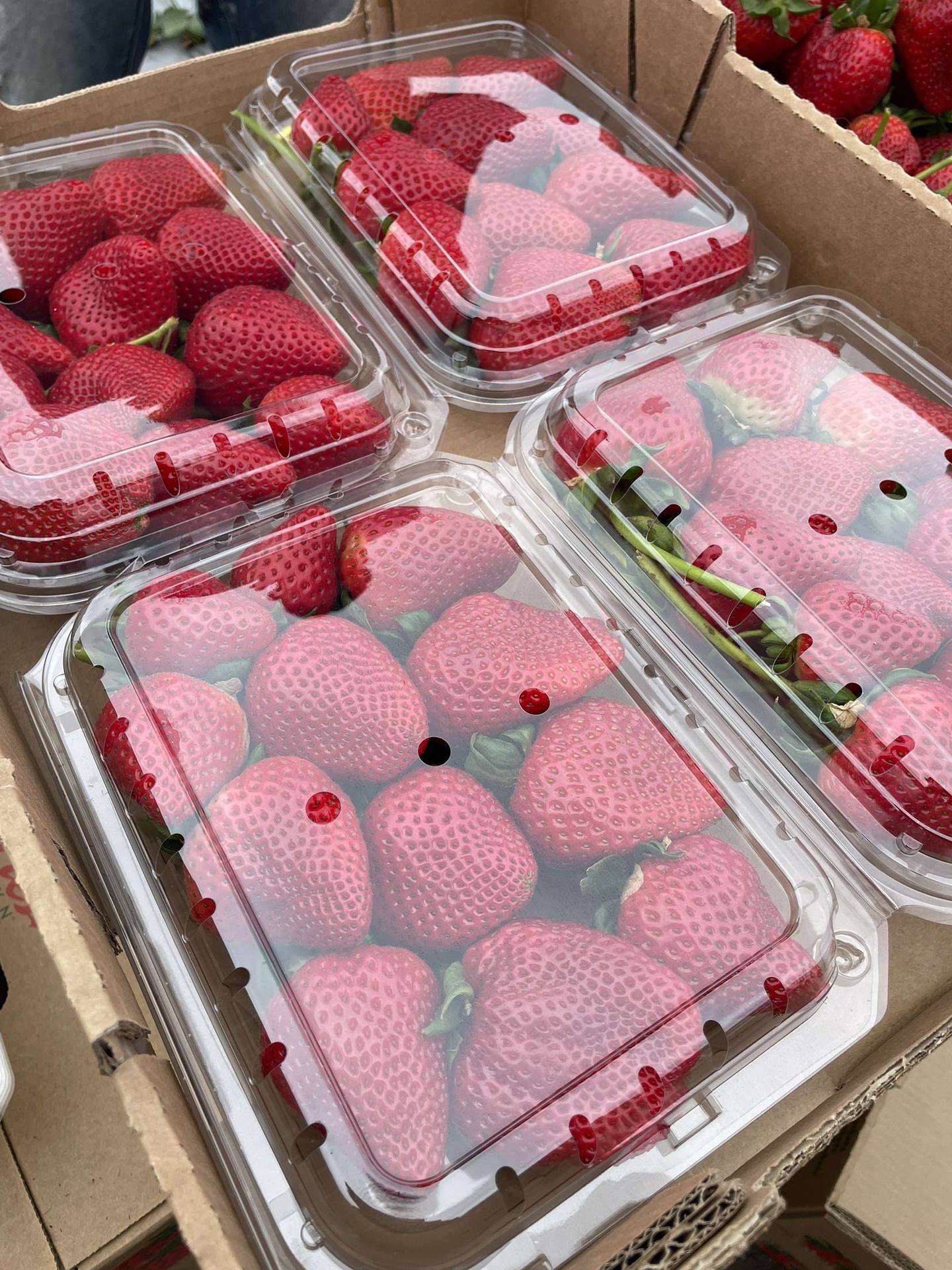 Strawberries Fresas