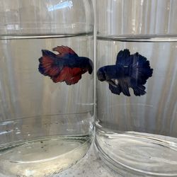 Bettas
