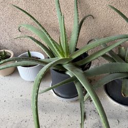 Aloe Vera Plants(Full Grown!