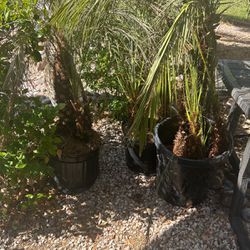 Palms( Plants)3