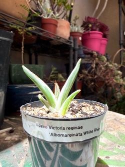 Agave Victoria Reginae ‘Albomarginata White Rhino’ Pup A