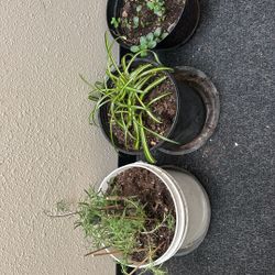 Set Of Different Plats