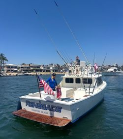 1979 Bertram 31 Bertram