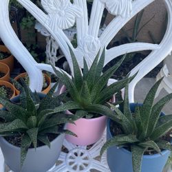 Succulents 