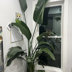 Birds Of Paradise Plant With Planter 9’tall