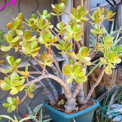 Succulents $10 & Up 
