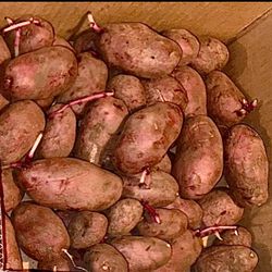  POTATO SEEDS to PLANT💯 ORGANIC from our Local Puyallup Farm. GET THESE RARE HARD TO FIND SEEDS POTATOES 