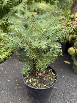 Lovely White Fir Trees —
