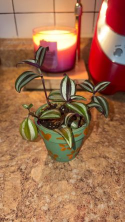 Small wandering Jew plant